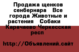 Продажа щенков сенбернара - Все города Животные и растения » Собаки   . Карачаево-Черкесская респ.